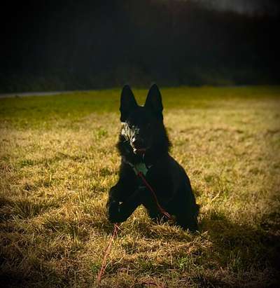 Fotochallenge 66 ~ Rennaction -Zeig deinen Hund im Lauf-Beitrag-Bild