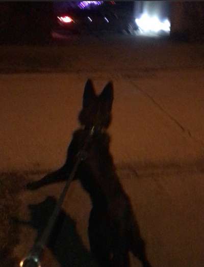 Welchen Hund hast du?-Beitrag-Bild