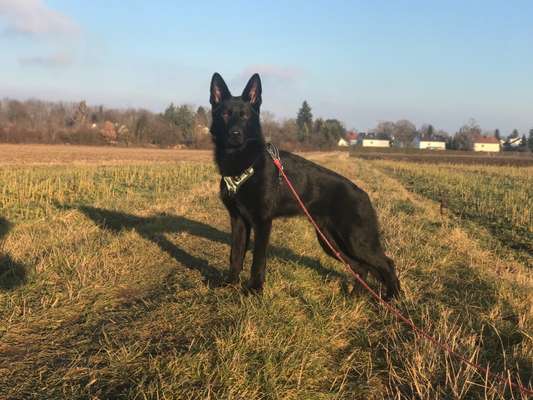 Schäferhund-Fans?-Beitrag-Bild