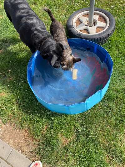 12 Monate alte Labrador Hündin-Beitrag-Bild