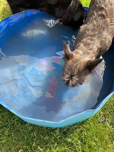 12 Monate alte Labrador Hündin-Beitrag-Bild