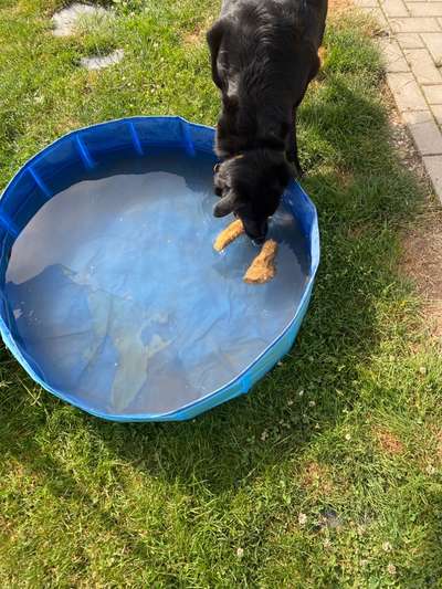 12 Monate alte Labrador Hündin-Beitrag-Bild