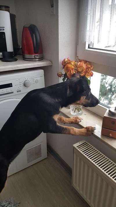 Die Dogorama Kalender Challenge Teil 1/4-Beitrag-Bild