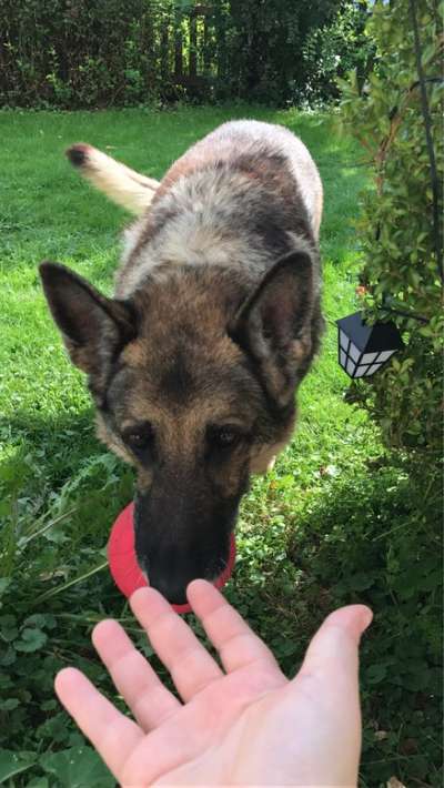 Unsere Fellnasen im Regenbogenland-Beitrag-Bild