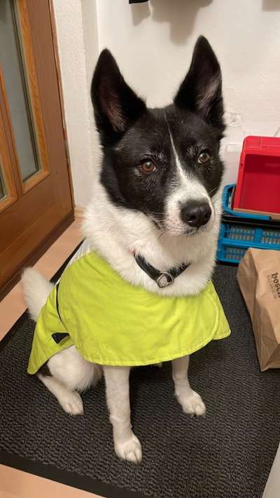 Beleuchtung beim Gassigang-Beitrag-Bild