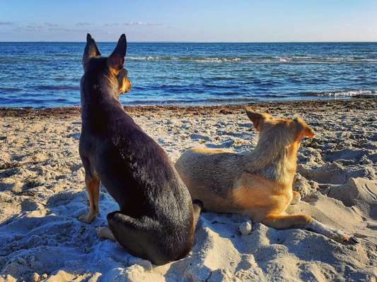 Ostsee mit Hund - Hundestrandnähe-Beitrag-Bild