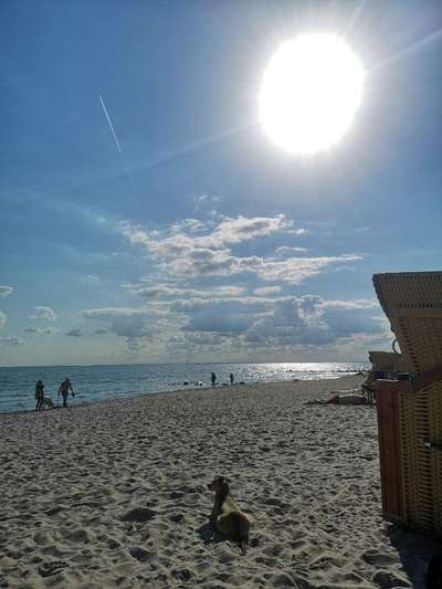 Ostsee mit Hund - Hundestrandnähe-Beitrag-Bild