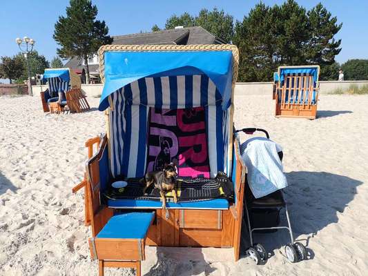 Ostsee mit Hund - Hundestrandnähe-Beitrag-Bild