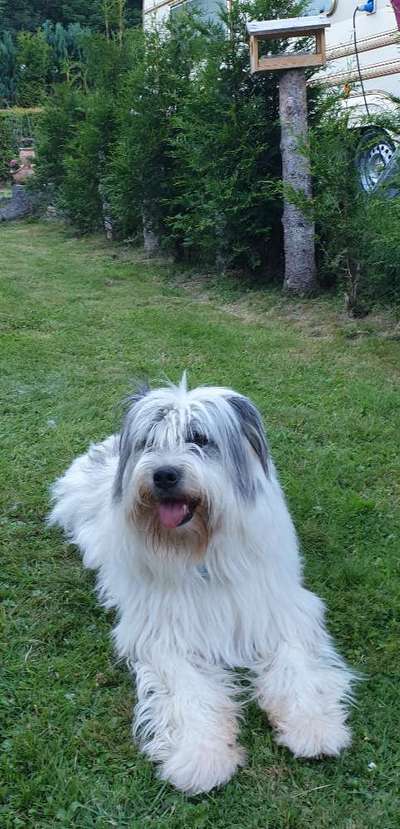 Gibts hier Mioritic Besitzer?-Beitrag-Bild