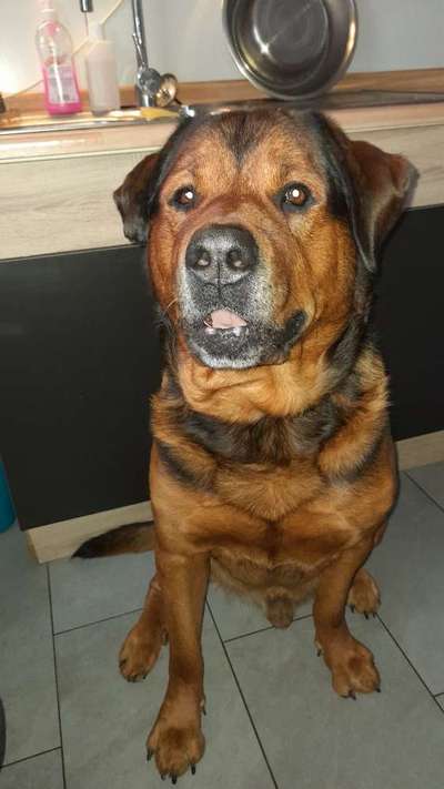 Seltene Rassen!-Beitrag-Bild