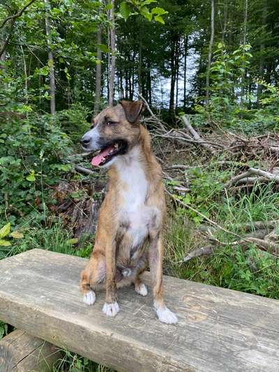 Fotochallenge Nr. 59 - Mein Hund zeigt die Zunge-Beitrag-Bild