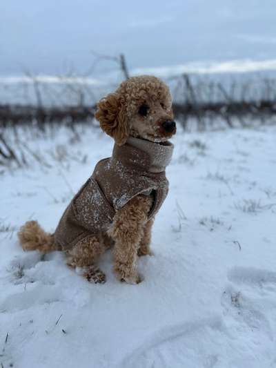 Hundetreffen-Spielfreunde/Spaziergang-Bild