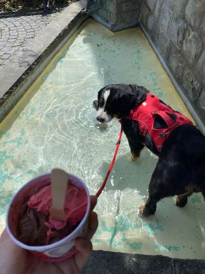 Berner Sennen-Beitrag-Bild