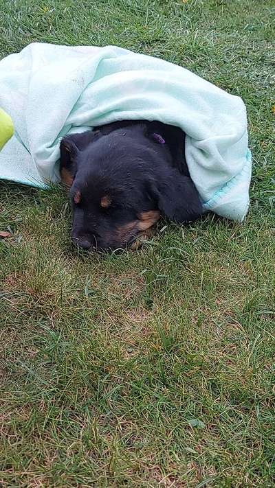 Labradorfans-Beitrag-Bild