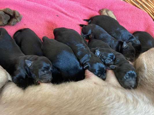 Das erste Bild eures Hundes-Beitrag-Bild