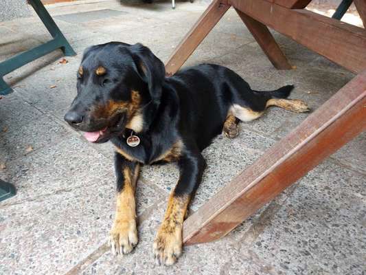 Labradorfans-Beitrag-Bild