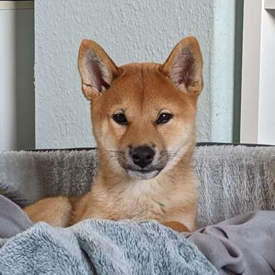 Hundetreffen-Treffen zum spielen, toben und spazieren-Bild