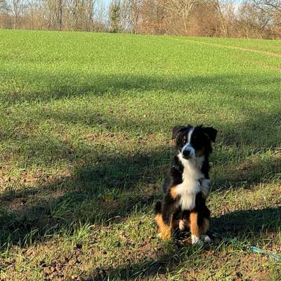 Hundetreffen-Social Walk/Spieltreffen-Bild