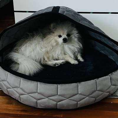 Hundetreffen-Schimmelheider Park-Profilbild