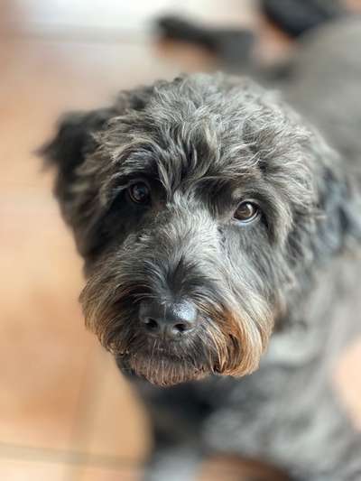 Allergiker Rassen?-Beitrag-Bild