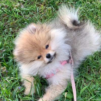 Hundetreffen-Pomeranian Treffen-Bild