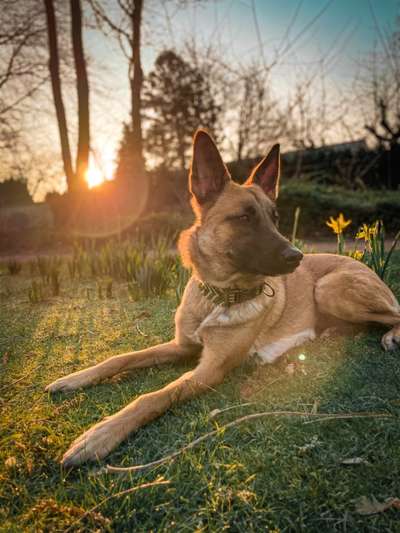 Deutsche Schäferhunde, Belgische Schäferhunde.-Beitrag-Bild