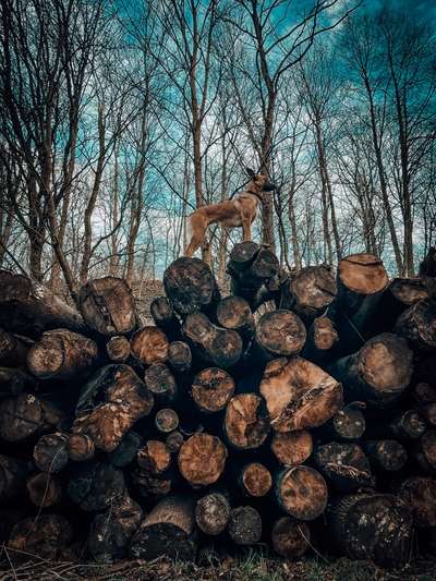 Schäferhund-Beitrag-Bild