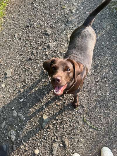 Hundetreffen-Spazieren gehen/ spielen-Bild