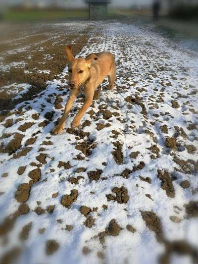 Die Dogorama Kalender Challenge Teil 2/4-Beitrag-Bild