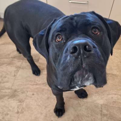 Hundetreffen-Spielkameraden für welpen-Bild