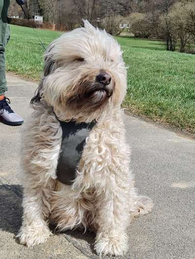 Seltene Rassen!-Beitrag-Bild