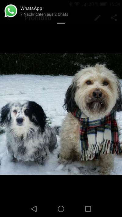 Bester Freund, Hundekumpel - zeigt her!-Beitrag-Bild