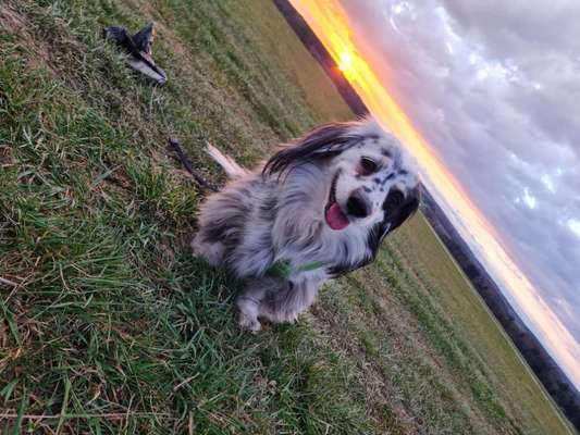 Challenge 23 : "  Euer Hund beim Frühlingserwachen "-Beitrag-Bild