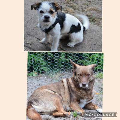 Mehrere Hunde zuhause !-Beitrag-Bild