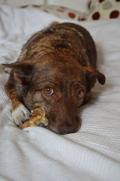 Foto's und Hundemodels-Beitrag-Bild