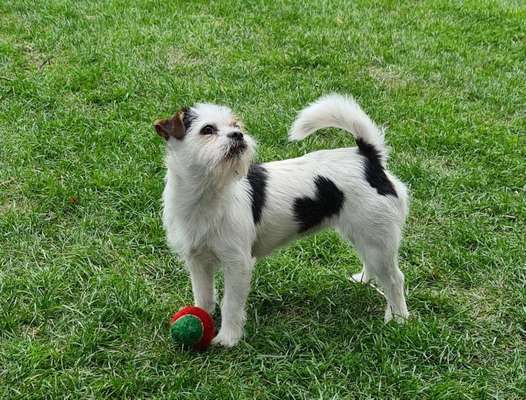 Dein Hund im Dogorama-Kalender 2021-Beitrag-Bild