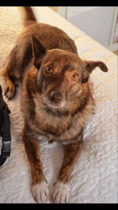 Dein Hund im Dogorama-Kalender 2021-Beitrag-Bild