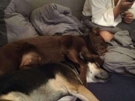 139. Fotochallenge - HUNDEKNOTEN-Beitrag-Bild