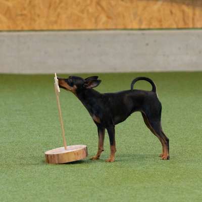 Hundetreffen-Trickdogging-Bild