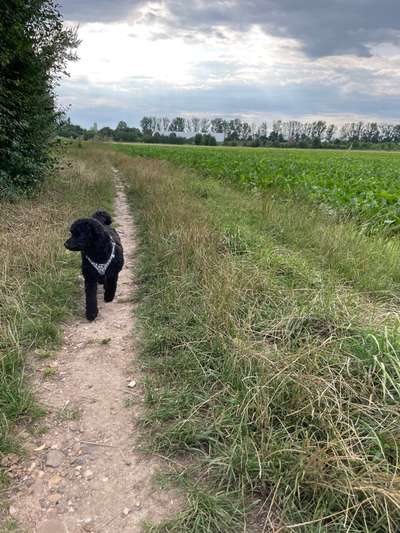 Hundetreffen-Kleinhundetreffen in Lechenich-Bild