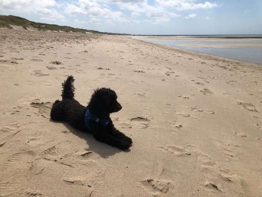 Zeigt her eure Pudel-Beitrag-Bild