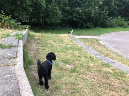 Alles rund um den Pudel-Beitrag-Bild