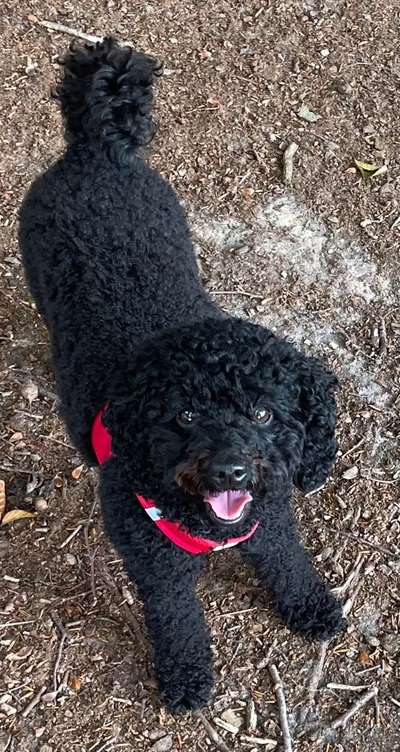 Pudel-Treffen-Beitrag-Bild