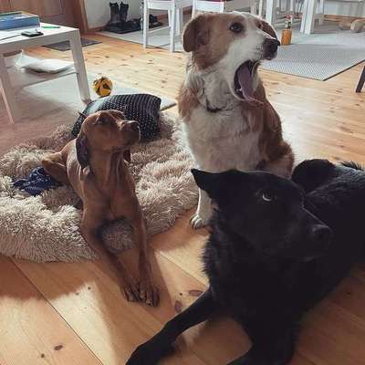 Hundetreffen-Neue Hundebekanntschaften-Bild
