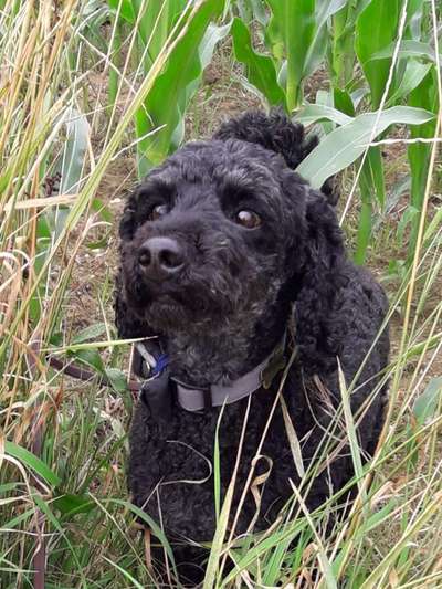 Pudel-Treffen-Beitrag-Bild