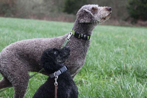 Die Dogorama Wochen Challenge "Friends will be Friends"-Beitrag-Bild