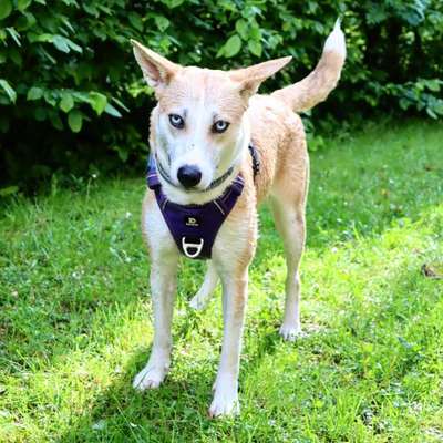 Mischlinge raten - Rätselspaß-Beitrag-Bild