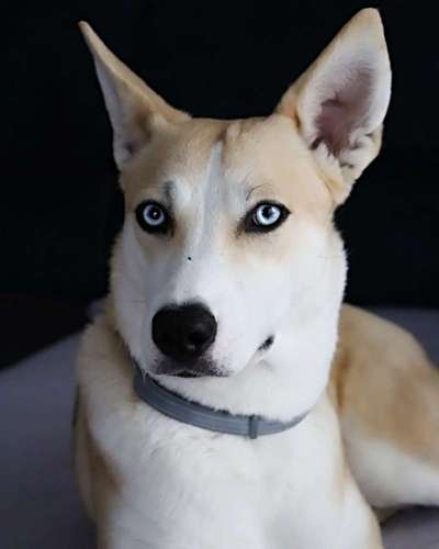 Mischlinge raten - Rätselspaß-Beitrag-Bild