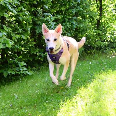 Mischlinge raten - Rätselspaß-Beitrag-Bild