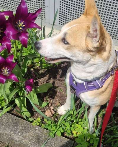 Mischlinge raten - Rätselspaß-Beitrag-Bild